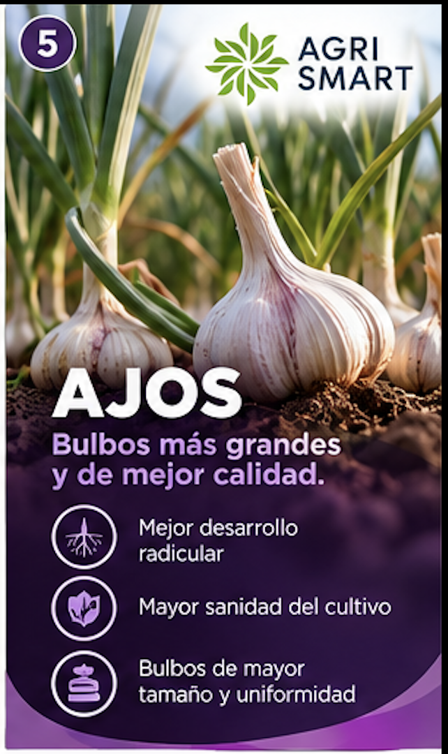 Ajos: bulbos más grandes y de mejor calidad