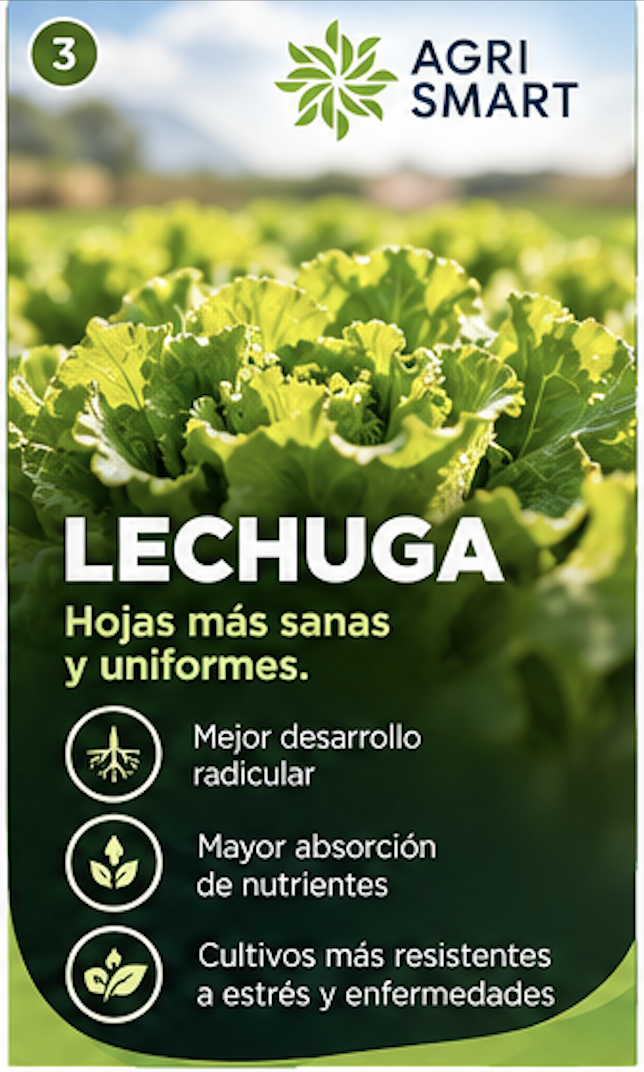Lechuga: hojas más sanas y uniformes